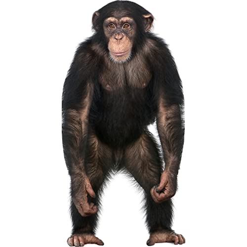 SP12529 Chimpanzee Animal Prop Cardboard Cutout Standee Standup